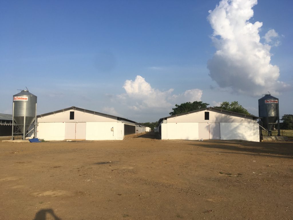 GALPONES CON SISTEMA AMBIENTE CONTROLADO